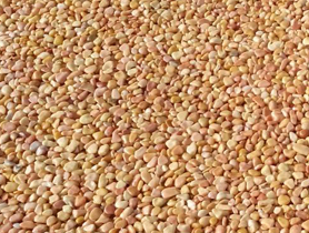 彩色天然胶粘石路面